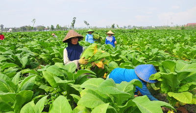 Pemanfaatan Limbah Tembakau Untuk Mengembangkan Industri Vape dan Petani Tembakau
