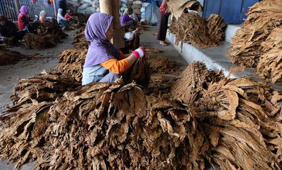 Tembakau Membusuk Saat Musim Hujan, Petani Ponorogo Olah Menjadi Pupuk Organik