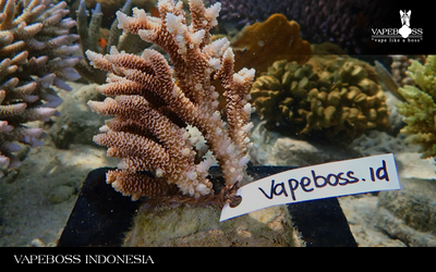 Rayakan Anniversary ke-10, Vapeboss Bangun Taman Terumbu Karang di Karimunjawa!